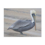 Brown Pelican OBX Postcard