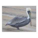Brown Pelican OBX Postcard