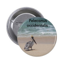 Brown Pelican  Pelecanus occidentalis button