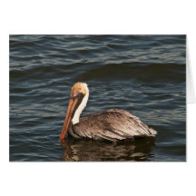 Brown Pelican (Pelecanus occidentalis) Card