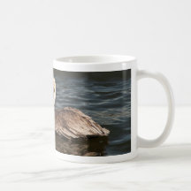 Brown pelican (Pelecanus occidentalis) Mug