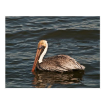 Brown Pelican (Pelecanus occidentalis) Postcard
