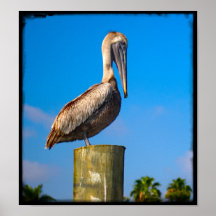 Brown Pelican - Pelecanus Occidentalis Print