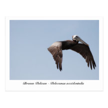 Brown Pelican Postcard