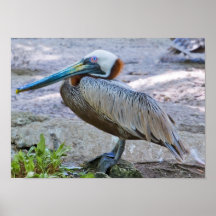 Brown Pelican Print