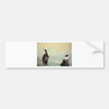 Brown Pelican & Seagull Bumper Stickers