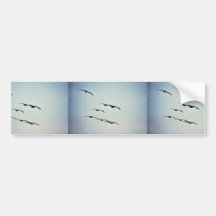 Brown pelicans in flight bumper stickers