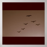 Brown Pelicans in Flight Galveston Texas Poster