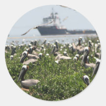 Brown Pelicans Nesting Sticker