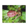 Brown Pink Lady's Slipper (Cypripedium Acaule) flo Postcards