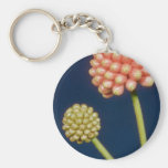 Brown Red haole lehua (Calliandra grandiflora) flo Keychains