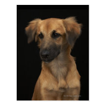 Brown resuce dog with black nose on black postcards