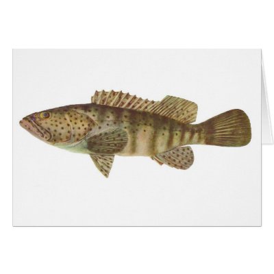 Brown-Spotted Rock Cod - Epinephelus tauvina Card by LisasLair