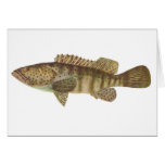 Brown-Spotted Rock Cod - Epinephelus tauvina cards