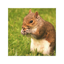 Brown Squirrel Canvas Print