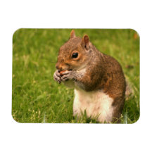 Brown Squirrel Flexible Magnet