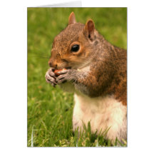 Brown Squirrel Greeting Cards