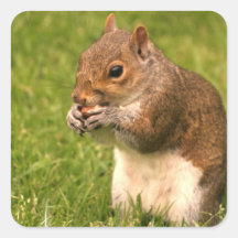 Brown Squirrel Stickers