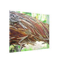 Brown Stringybark branch Canvas Prints