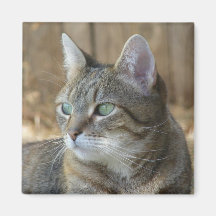 Brown Tabby Kitty Cat Refrigerator Magnet