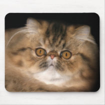 Brown tabby persian mousepads
