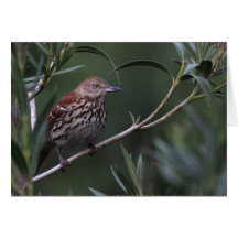 Brown Thrasher - Joe Sweeney - carte