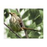 Brown Thrasher Postcard