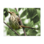 Brown Thrasher Postcard