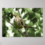 Brown Thrasher Print