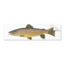 Brown Trout. Bumper Sticker