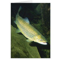 BROWN TROUT CARD