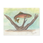Brown Trout Postcard
