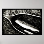 Brown Trout Poster
