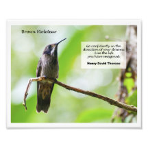 Brown Violetear Tirage Photo