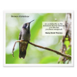 Brown Violetear Art Photo