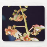 Brown Vitex spp. flowers Mousepad