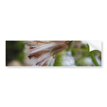 Brown & White Seedpod Bumper Stickers