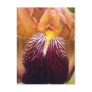 Brown Wild beauty flowers Post Cards
