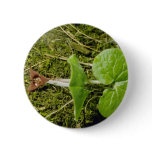 Brown Wild Ginger (Asarum Canadense) flowers Pinback Button