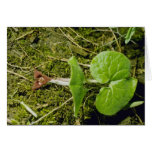 Brown Wild Ginger (Asarum Canadense) flowers Cards