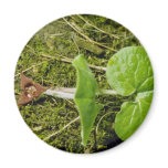 Brown Wild Ginger (Asarum Canadense) flowers Fridge Magnets