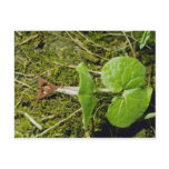 Brown Wild Ginger (Asarum Canadense) flowers Postcard