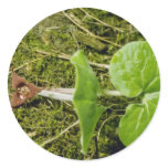 Brown Wild Ginger (Asarum Canadense) flowers Round Stickers