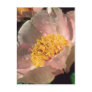 Brown Wild rose flowers Post Cards
