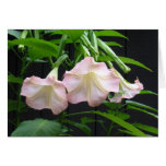 Brugmansia Card