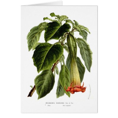 Brugmansia sanguinea (Angel's trumpet) Card by Botany_Boy