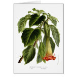 Brugmansia sanguinea (Angel's trumpet) cards