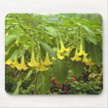 Brugmansia X Insignis (Angel's Trumpet) Mousepads
