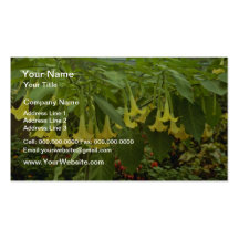 Brugmansia X Insignis (la trompette de l'ange) Modèles De Cartes De Visite