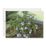 Brunfelsia Pauciflora Eximia (Yesterday, Today & T Personalized Announcements